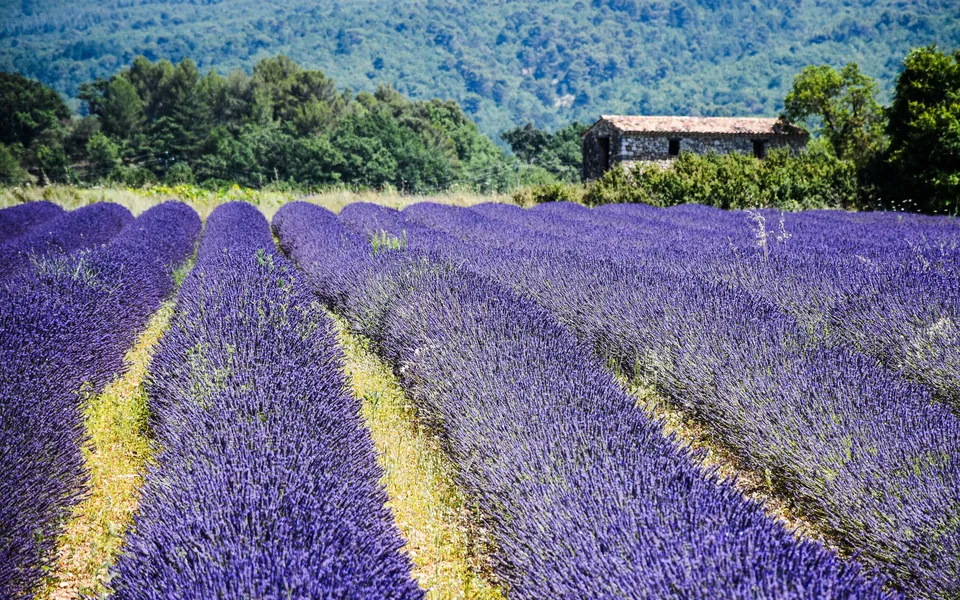 Lavendelveld met een stenen schuur in de Provence